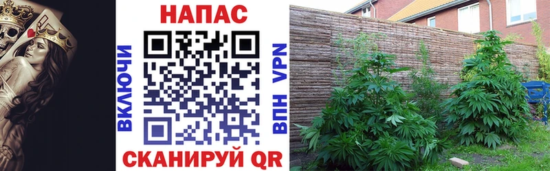 Конопля конопля  Ленинградская 